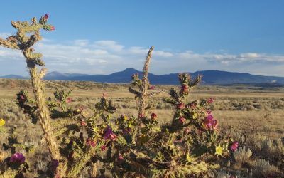 New Research from NewMexicoWomen.Org